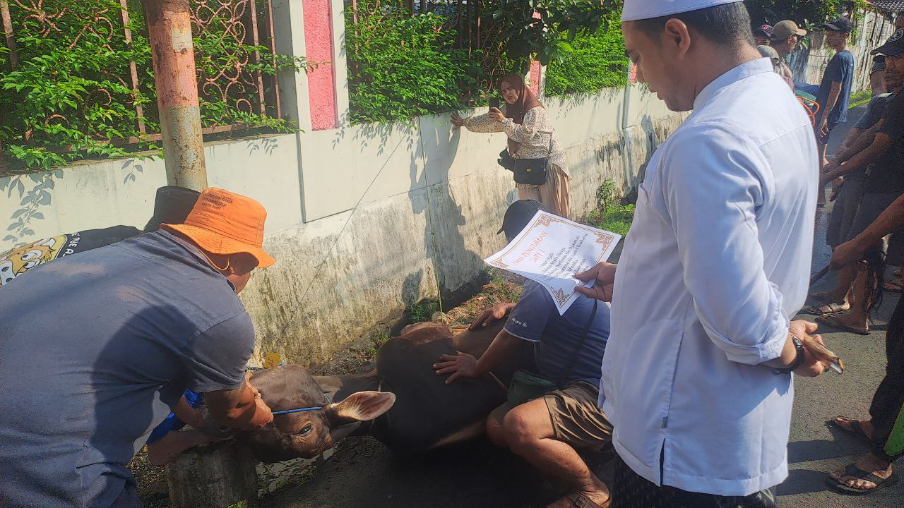 Pemotongan hewan qurban sapi SDIT Al-Furqon