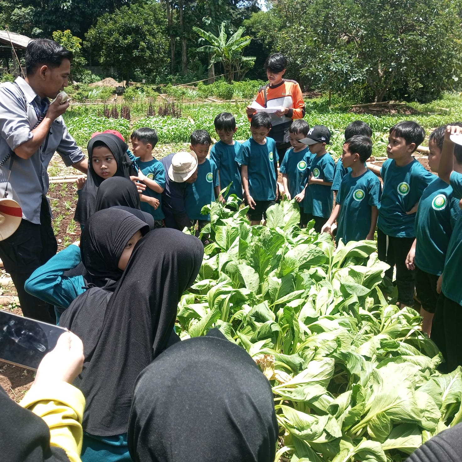 kelas rendah_memanen sayur_sdit al-furqon