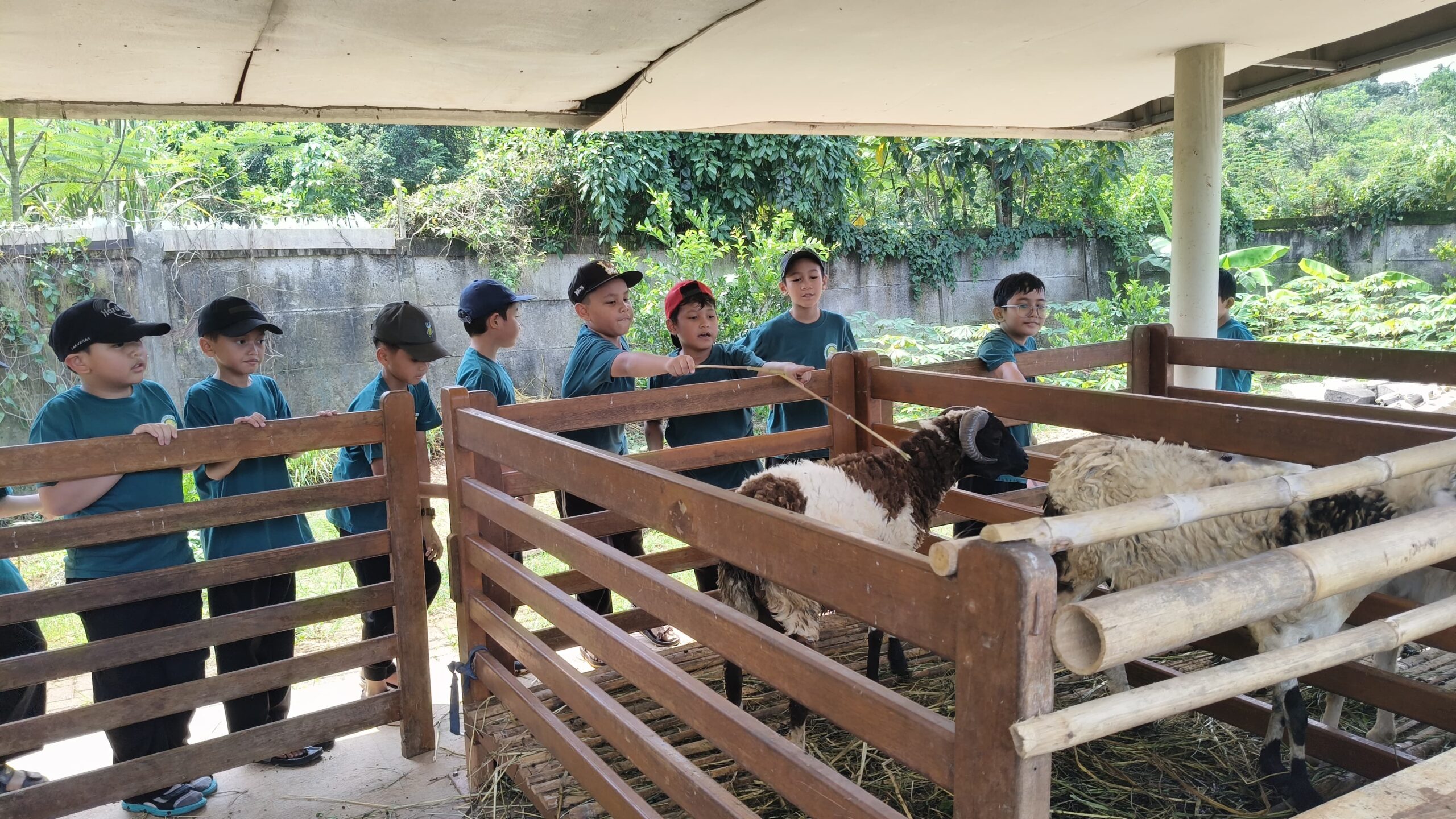 Memberi makan hewan SDIT Al-Furqon Sapadia 2025